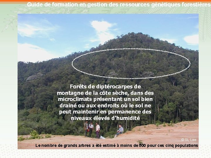 Guide de formation en gestion des ressources génétiques forestières Forêts de diptérocarpes de montagne