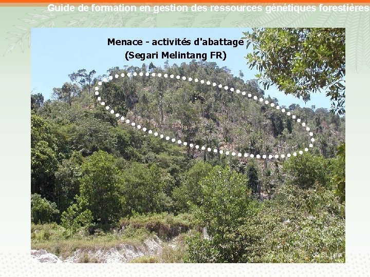 Guide de formation en gestion des ressources génétiques forestières Menace - activités d'abattage (Segari