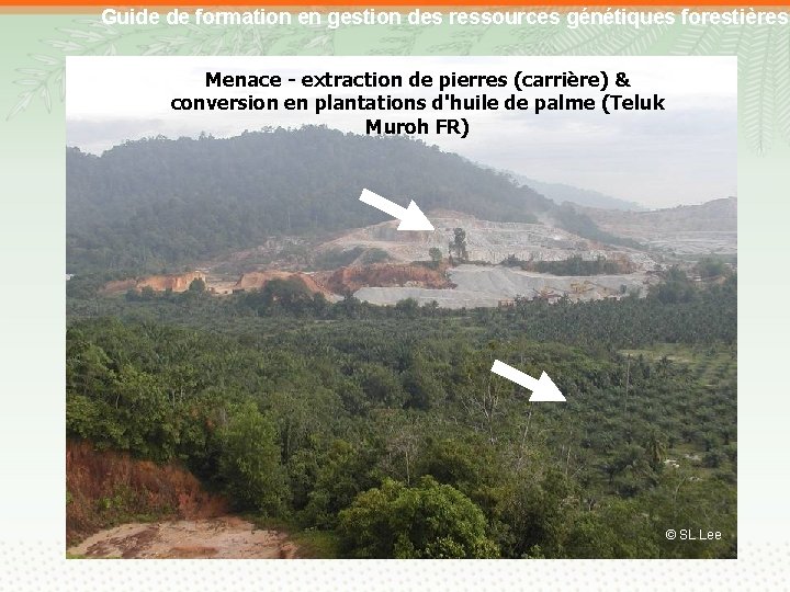 Guide de formation en gestion des ressources génétiques forestières Menace - extraction de pierres