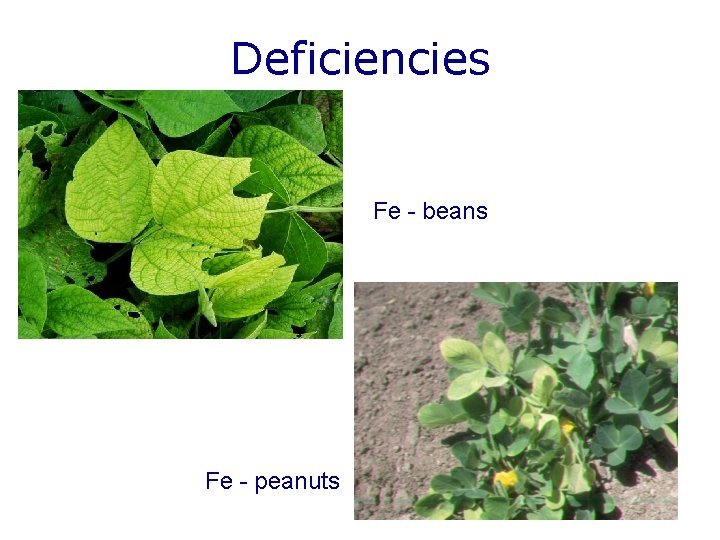Deficiencies Fe - beans Fe - peanuts 