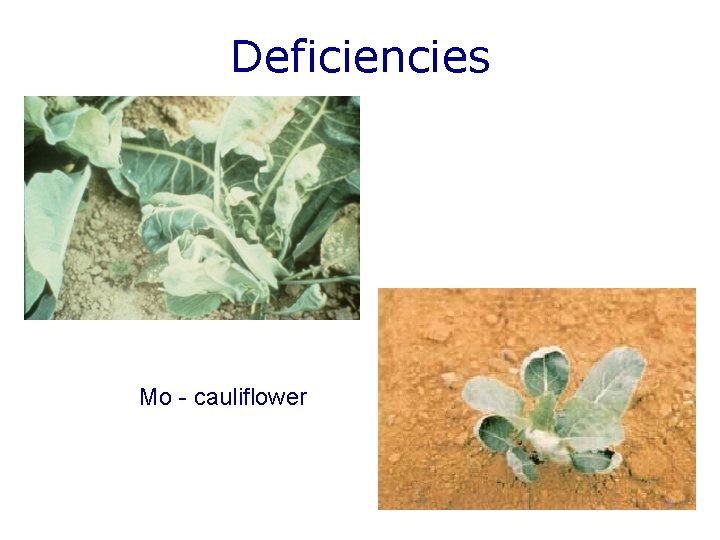 Deficiencies Mo - cauliflower 