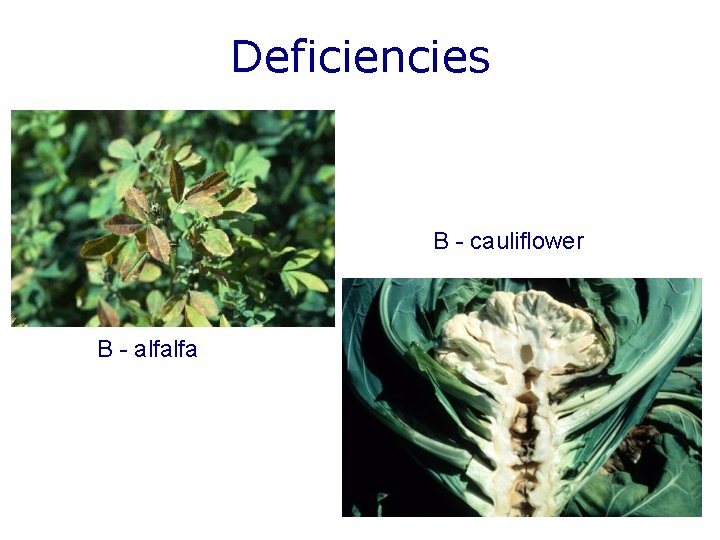 Deficiencies B - cauliflower B - alfalfa B-canola 