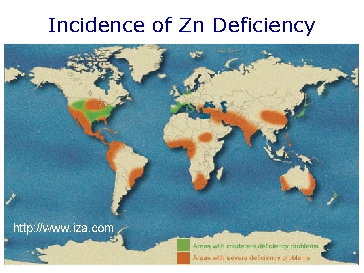 Incidence of Zn Deficiency http: //www. iza. com 