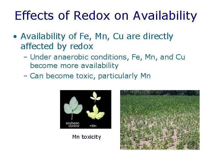 Effects of Redox on Availability • Availability of Fe, Mn, Cu are directly affected