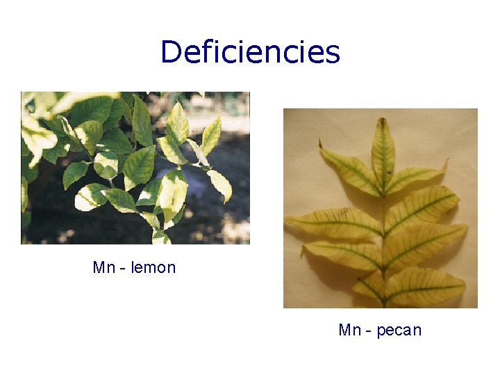 Deficiencies Mn - lemon Mn - pecan 