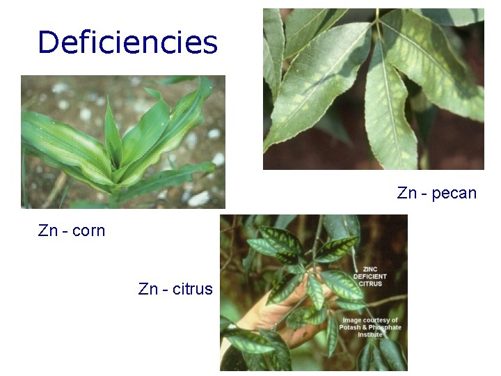 Deficiencies Zn - pecan Zn - corn Zn - citrus 