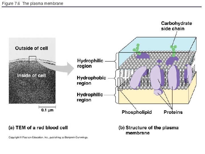 Figure 7. 6 The plasma membrane 