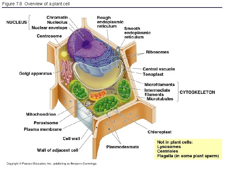 Figure 7. 8 Overview of a plant cell 