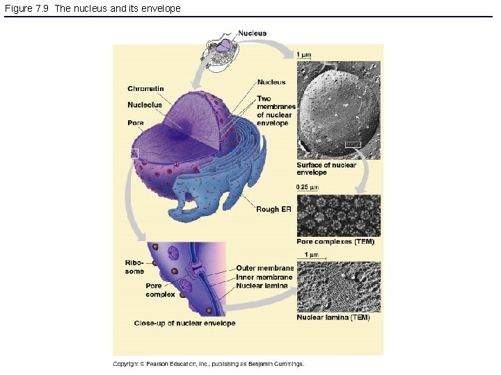 Figure 7. 9 The nucleus and its envelope 