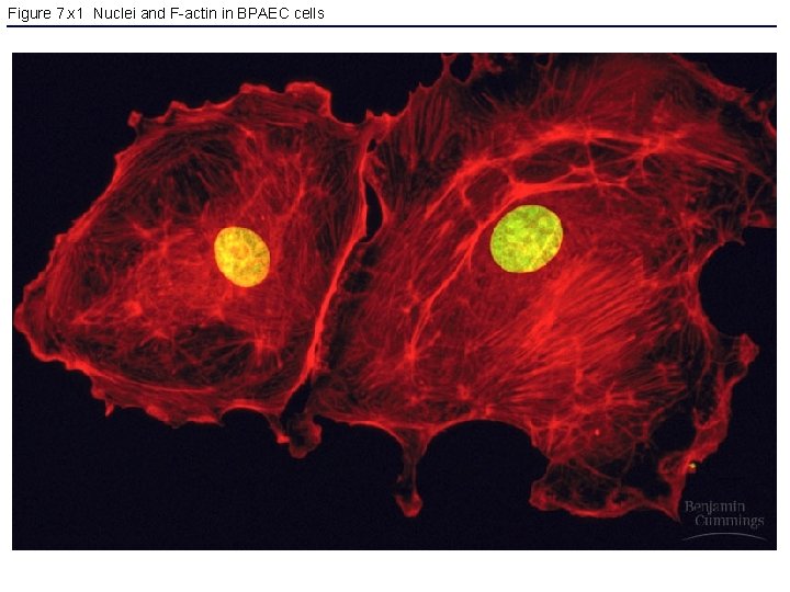 Figure 7. x 1 Nuclei and F-actin in BPAEC cells 