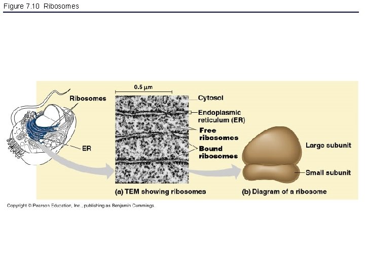 Figure 7. 10 Ribosomes 