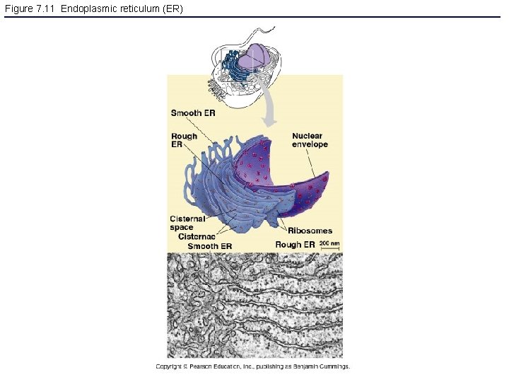 Figure 7. 11 Endoplasmic reticulum (ER) 
