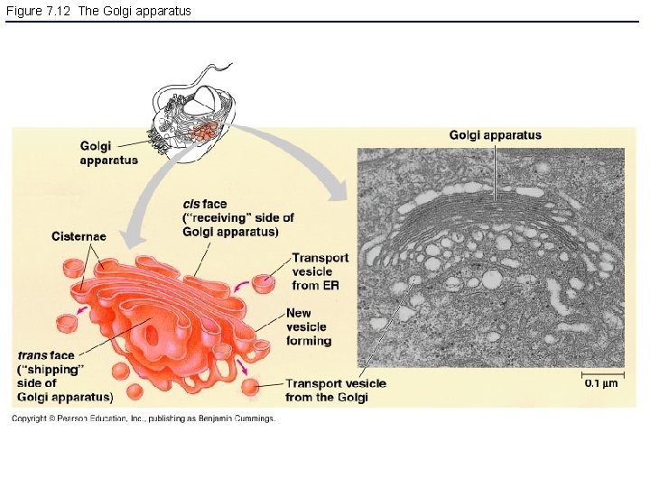 Figure 7. 12 The Golgi apparatus 