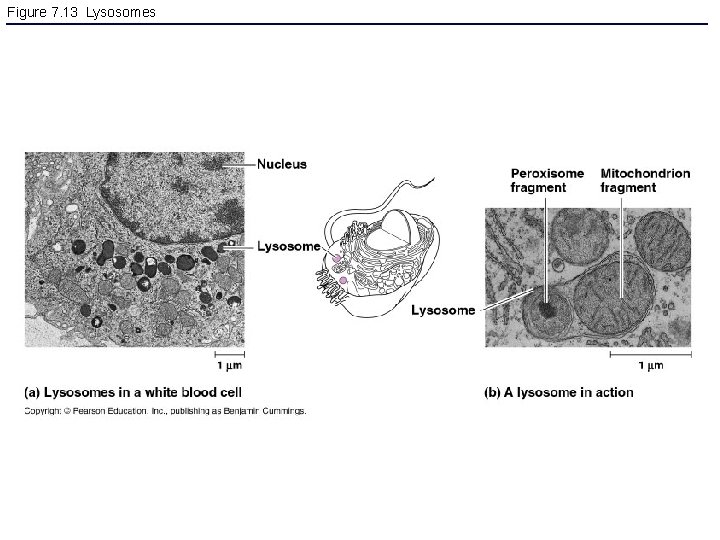 Figure 7. 13 Lysosomes 