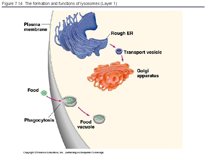 Figure 7. 14 The formation and functions of lysosomes (Layer 1) 