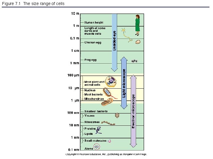 Figure 7. 1 The size range of cells 