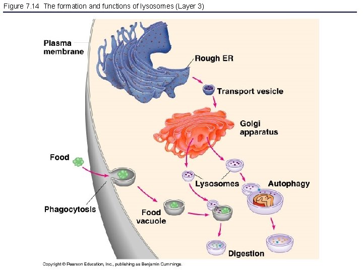 Figure 7. 14 The formation and functions of lysosomes (Layer 3) 