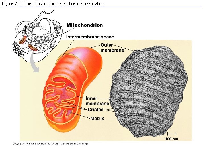 Figure 7. 17 The mitochondrion, site of cellular respiration 