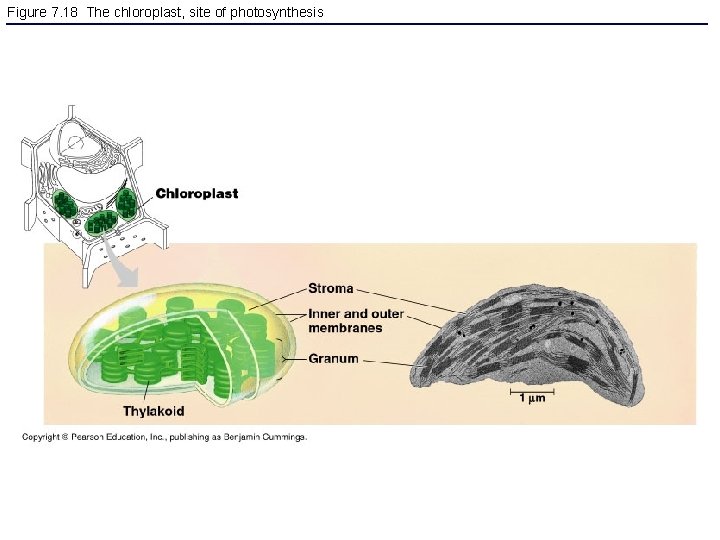 Figure 7. 18 The chloroplast, site of photosynthesis 