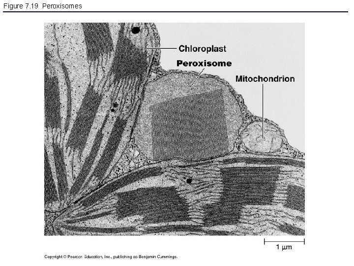 Figure 7. 19 Peroxisomes 