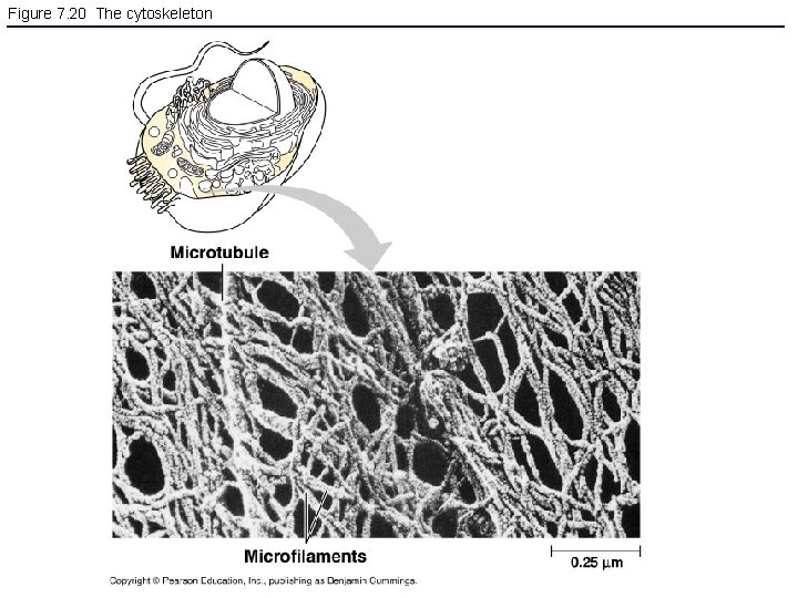 Figure 7. 20 The cytoskeleton 