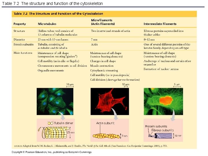 Table 7. 2 The structure and function of the cytoskeleton 