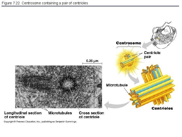 Figure 7. 22 Centrosome containing a pair of centrioles 