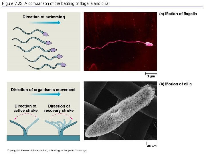 Figure 7. 23 A comparison of the beating of flagella and cilia 