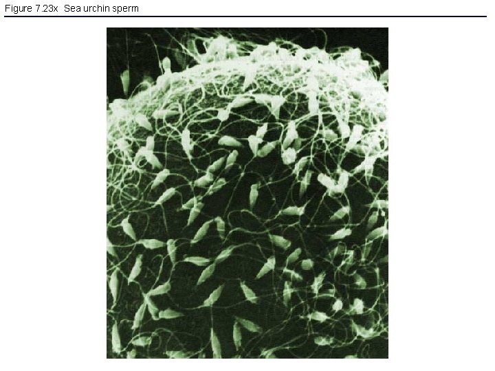 Figure 7. 23 x Sea urchin sperm 