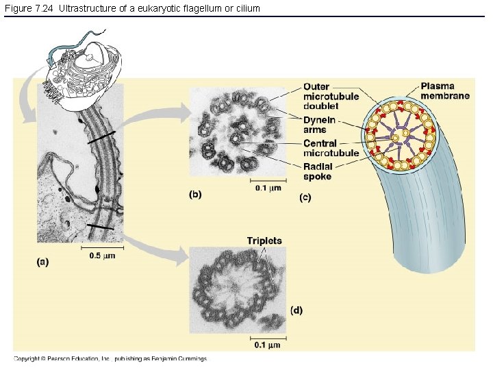 Figure 7. 24 Ultrastructure of a eukaryotic flagellum or cilium 