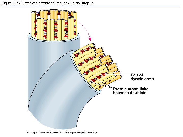 Figure 7. 25 How dynein “walking” moves cilia and flagella 