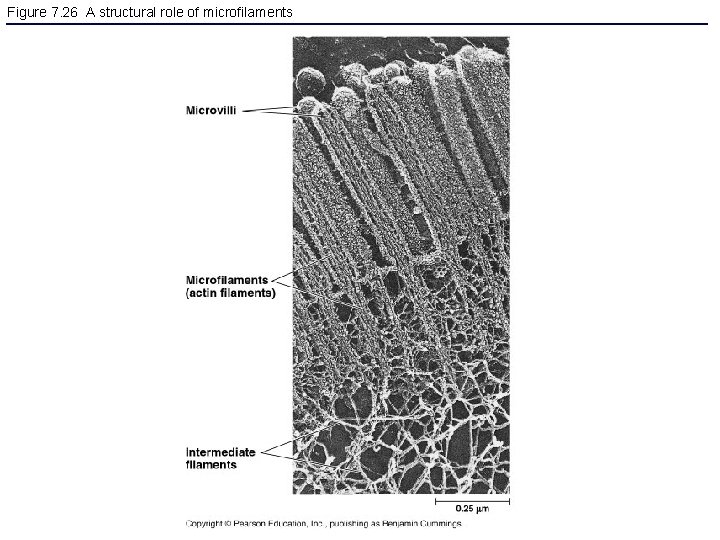 Figure 7. 26 A structural role of microfilaments 