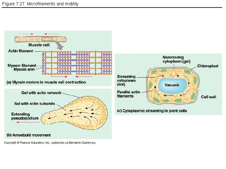 Figure 7. 27 Microfilaments and motility 