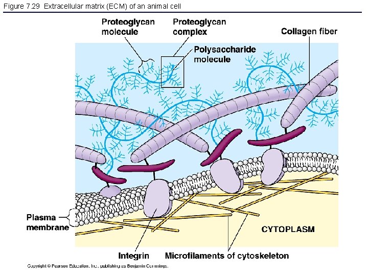 Figure 7. 29 Extracellular matrix (ECM) of an animal cell 