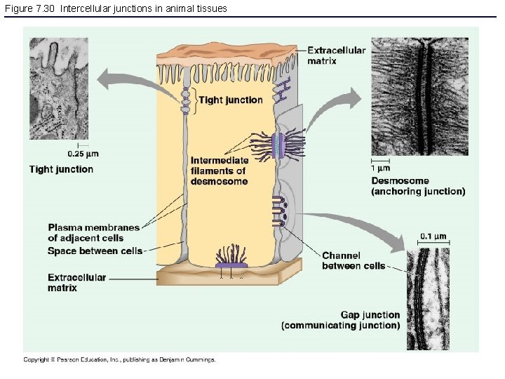 Figure 7. 30 Intercellular junctions in animal tissues 