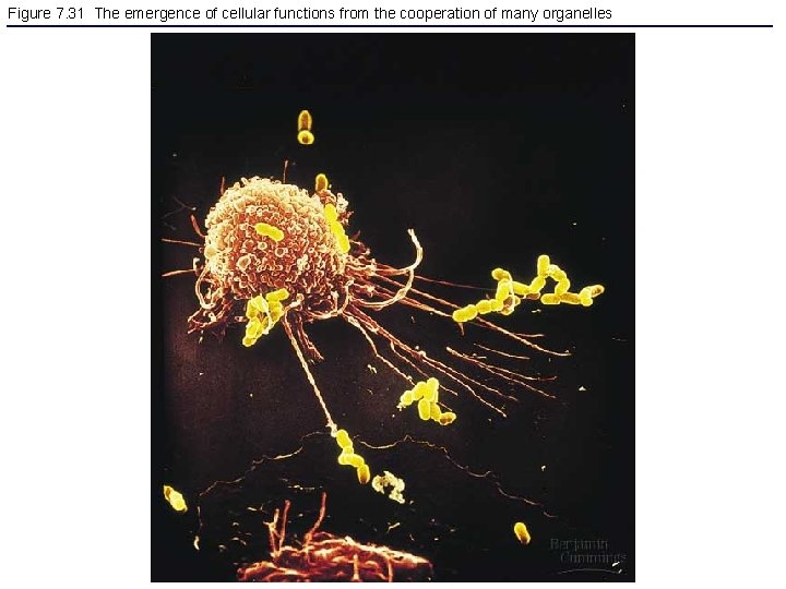 Figure 7. 31 The emergence of cellular functions from the cooperation of many organelles