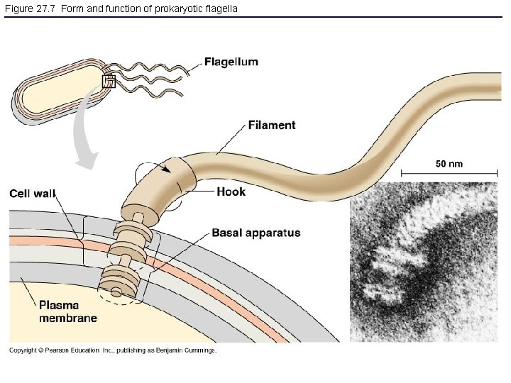 Figure 27. 7 Form and function of prokaryotic flagella 