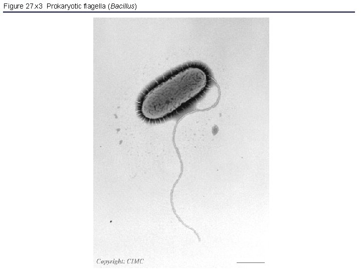 Figure 27. x 3 Prokaryotic flagella (Bacillus) 