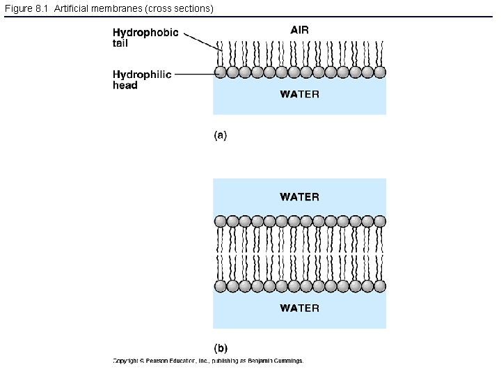 Figure 8. 1 Artificial membranes (cross sections) 