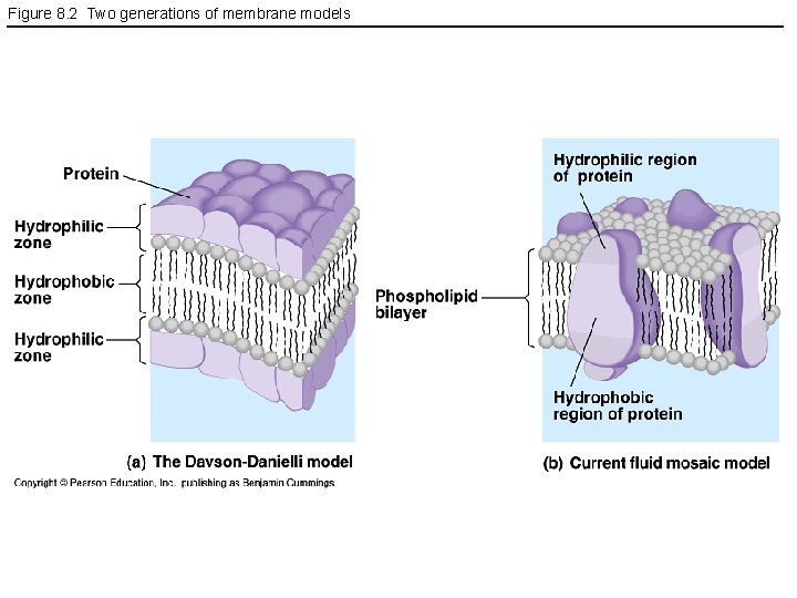 Figure 8. 2 Two generations of membrane models 