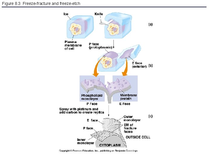 Figure 8. 3 Freeze-fracture and freeze-etch 