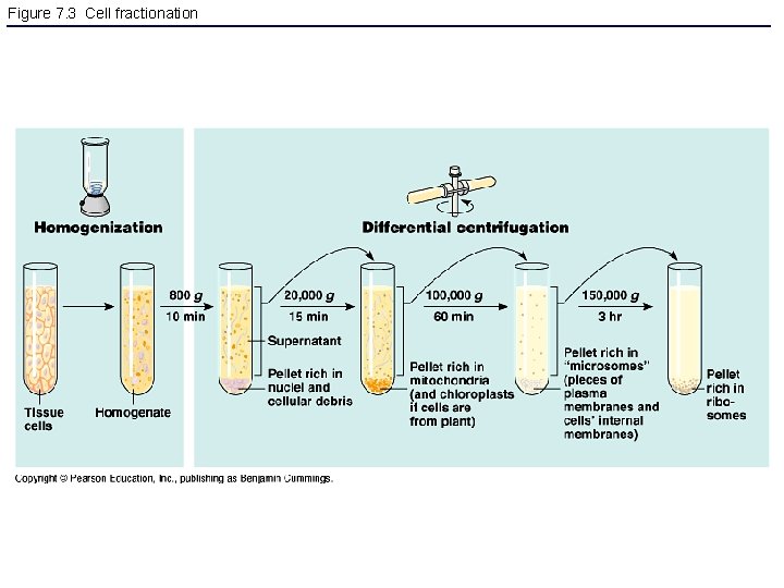 Figure 7. 3 Cell fractionation 
