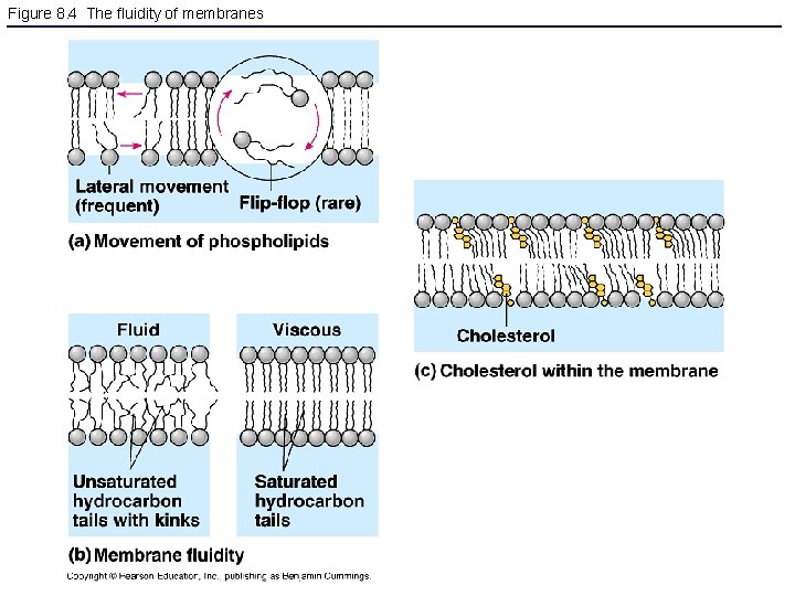 Figure 8. 4 The fluidity of membranes 