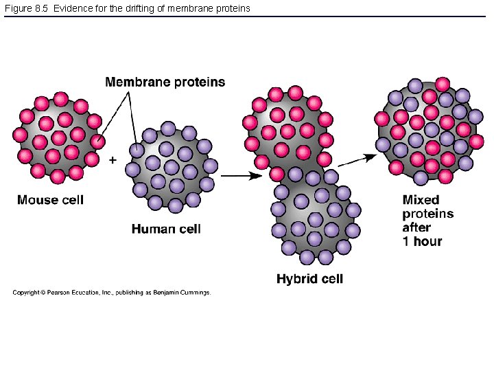 Figure 8. 5 Evidence for the drifting of membrane proteins 