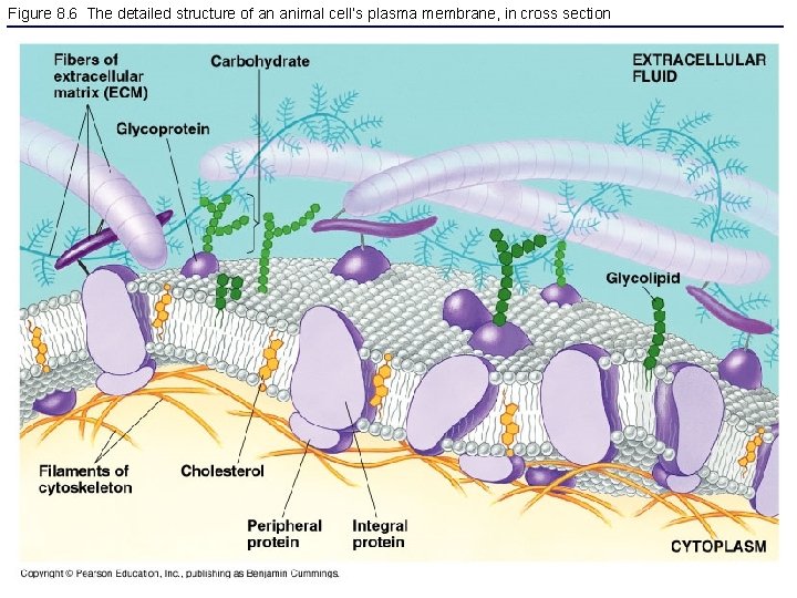 Figure 8. 6 The detailed structure of an animal cell’s plasma membrane, in cross