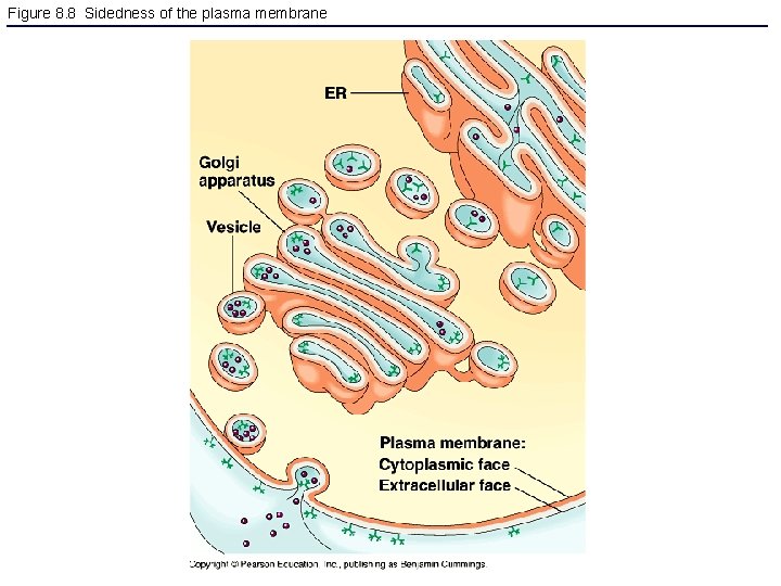 Figure 8. 8 Sidedness of the plasma membrane 