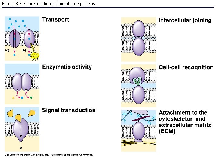 Figure 8. 9 Some functions of membrane proteins 