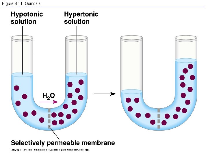 Figure 8. 11 Osmosis 