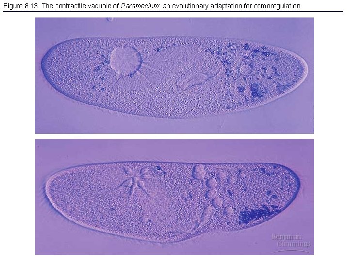Figure 8. 13 The contractile vacuole of Paramecium: an evolutionary adaptation for osmoregulation 