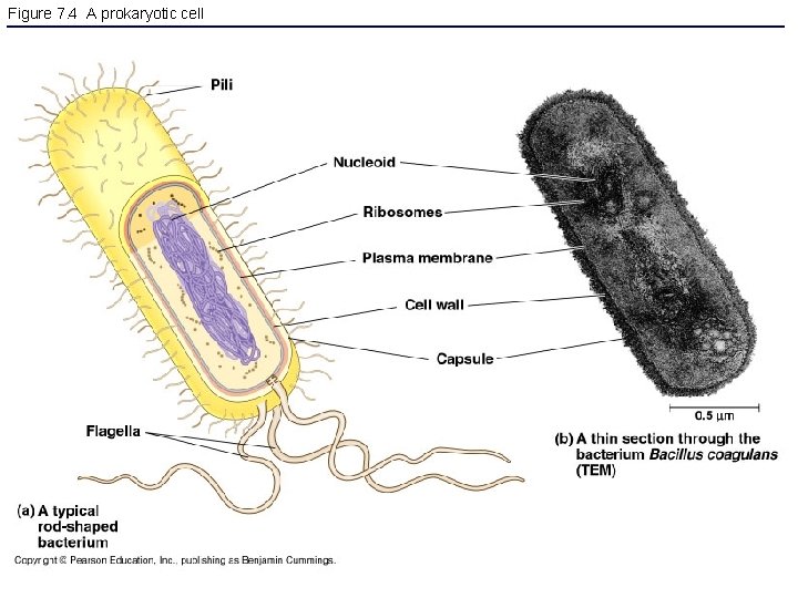Figure 7. 4 A prokaryotic cell 